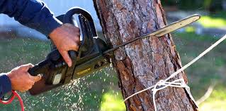 How Our Tree Care Process Works  in  Lower Grand Lagoon, FL